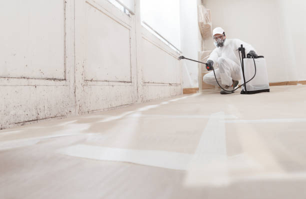 24/7 Emergency Black Mold Removal experts in Springfield, PA