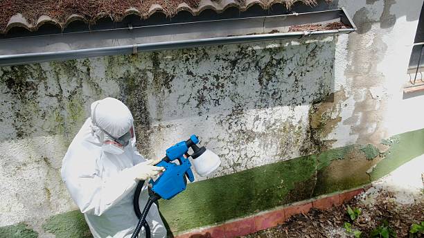 Top rated local Mold Remediation specialists in Springfield, PA